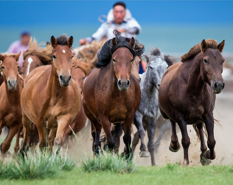 Mongol Horses - Horses Of The Mongolian Steppes